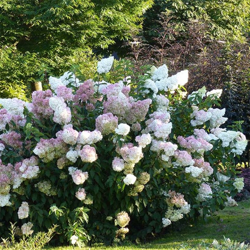 Hydrangea paniculata Vanille Fraise - Ortensia paniculata (Plant habit)