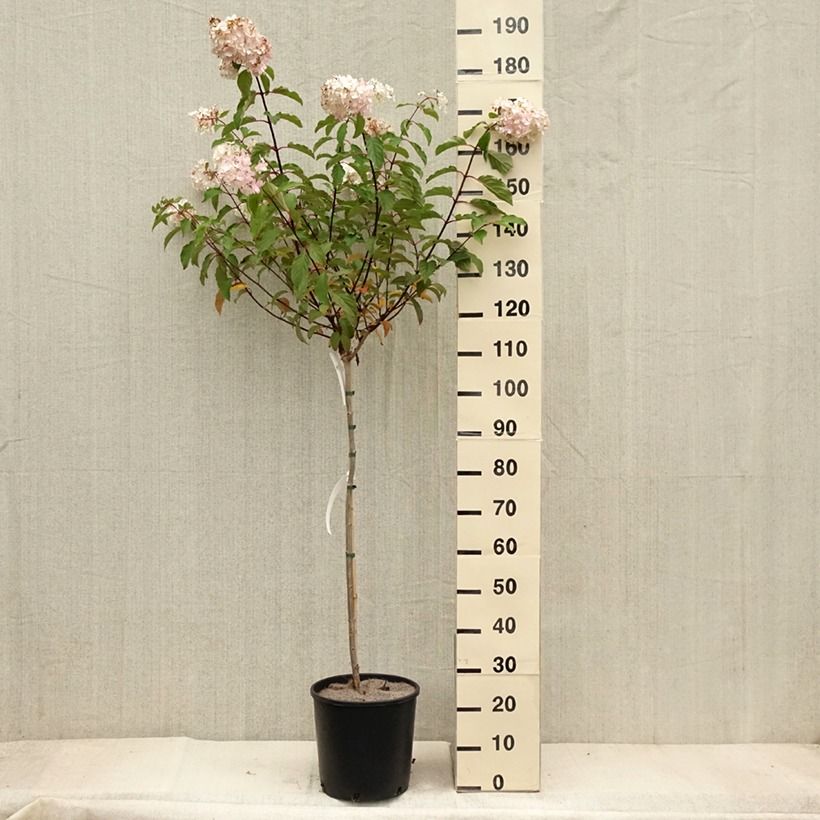 Esemplare di Hydrangea paniculata Vanille Fraise - Ortensia paniculata Vaso da 6L/7L, Vaso impalcato come consegnato in autunno