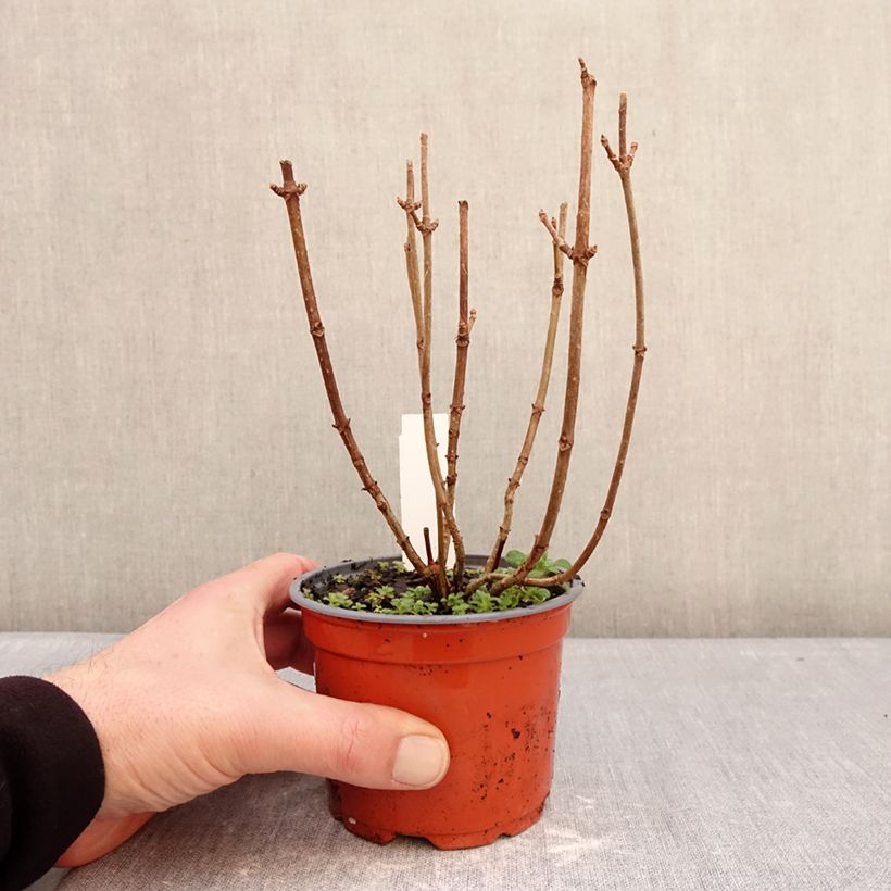 Example of Hydrangea paniculata White Light - Ortensia paniculata Vaso da Ø 12 cm / 13 cm as you get in hiver