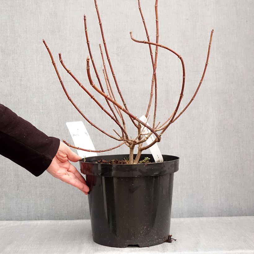 Hydrangea paniculata Wim's red - Ortensia paniculata Vaso da 7,5L/10L esemplare consegnato in inverno