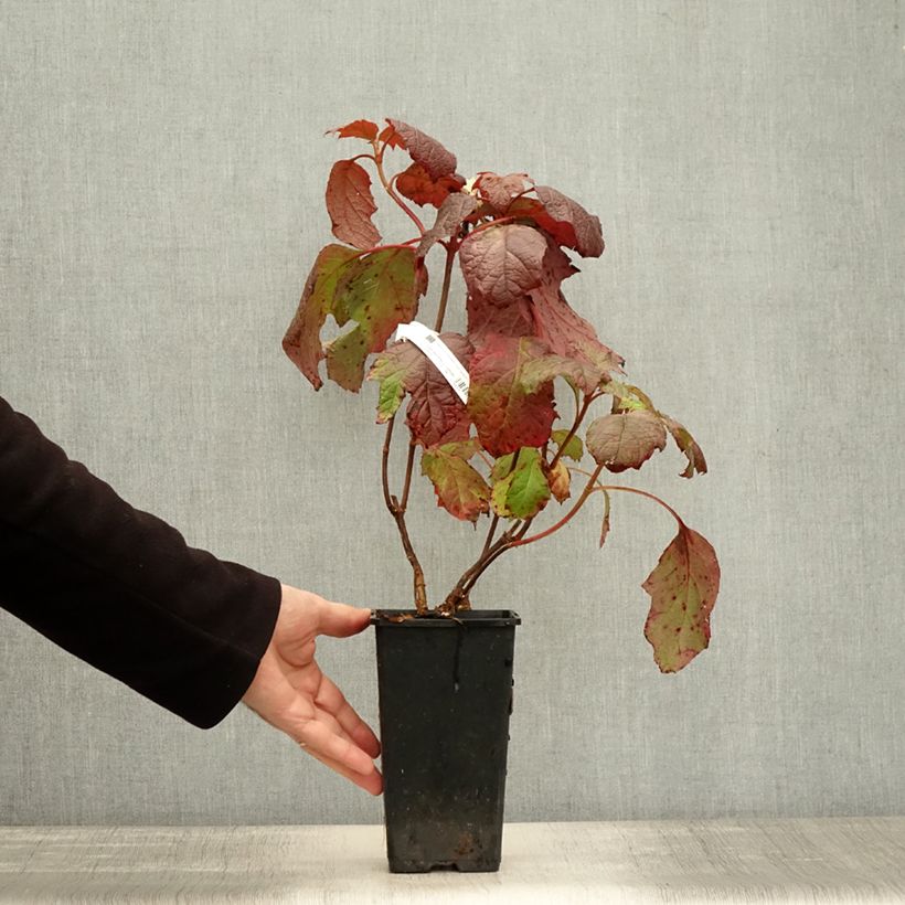 Esemplare di Hydrangea quercifolia Amethyst - Ortensia a foglie di quercia Vaso da 1,5L/2L come consegnato in autunno