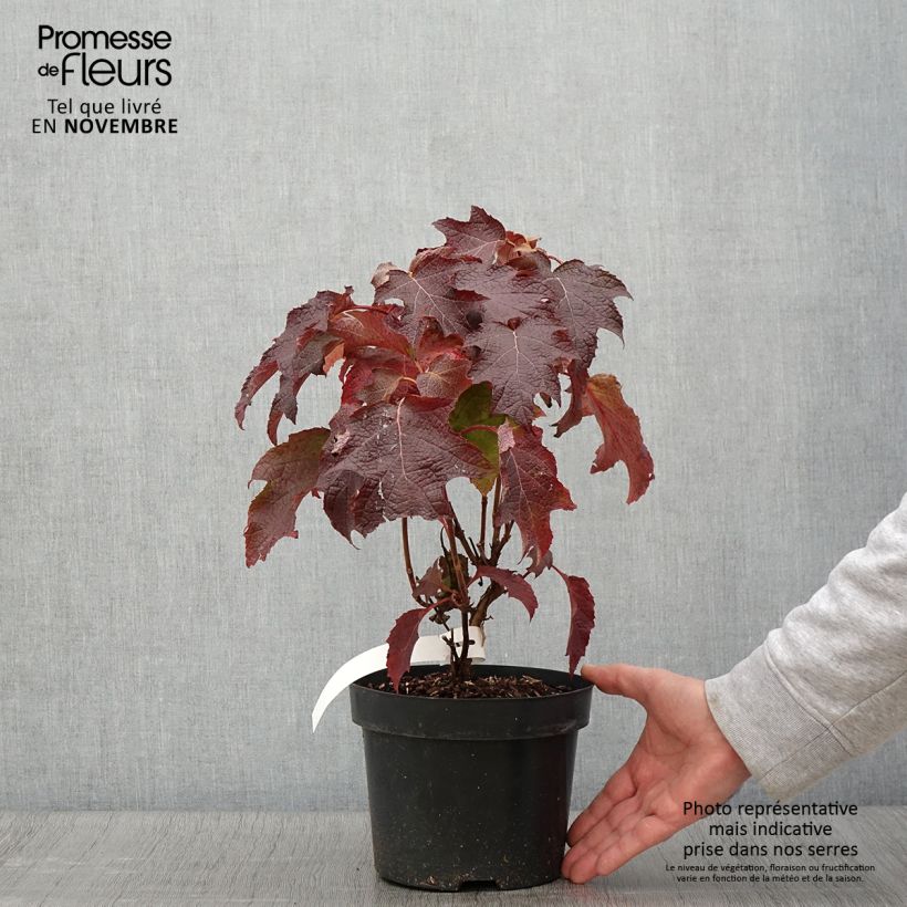 Esemplare di Hydrangea quercifolia Back Porch - Hortensia à feuilles de chêne Pot de 3L/4L come consegnato in autunno