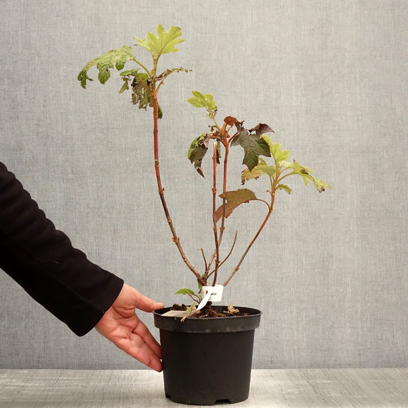 Hydrangea quercifolia Back Porch - Ortensia a foglie di quercia Vaso da 3L/4L esemplare consegnato in primavera