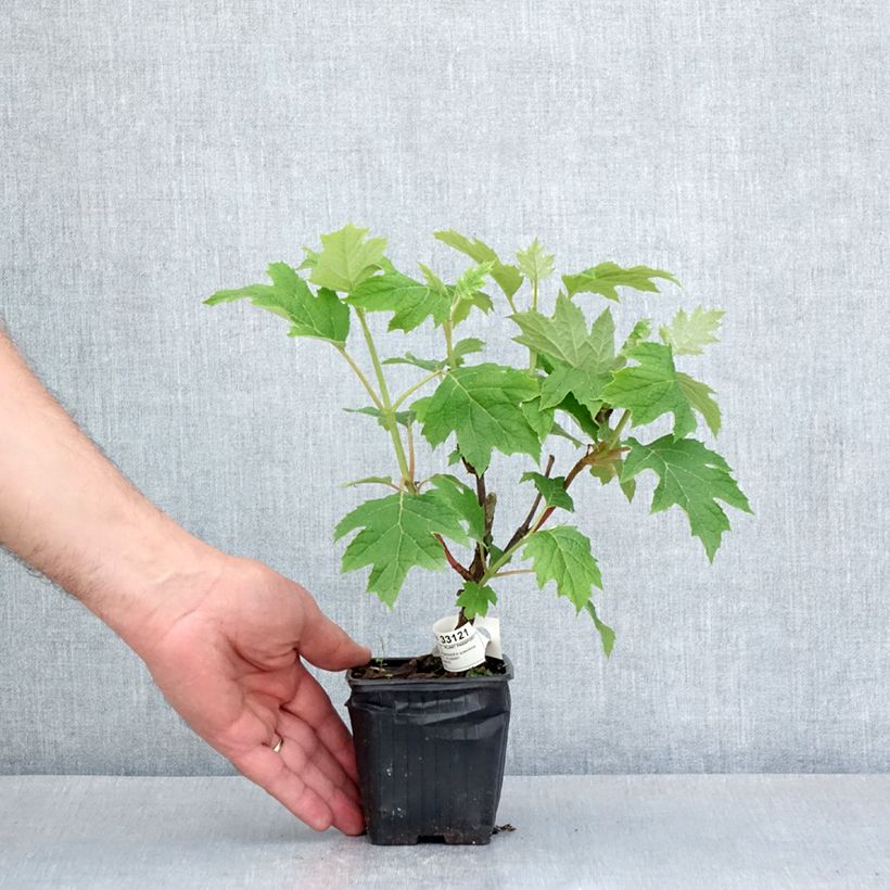 Hydrangea quercifolia Ruby Slippers - Ortensia a foglie di quercia Vasetto da 8/9 cm esemplare consegnato in primavera