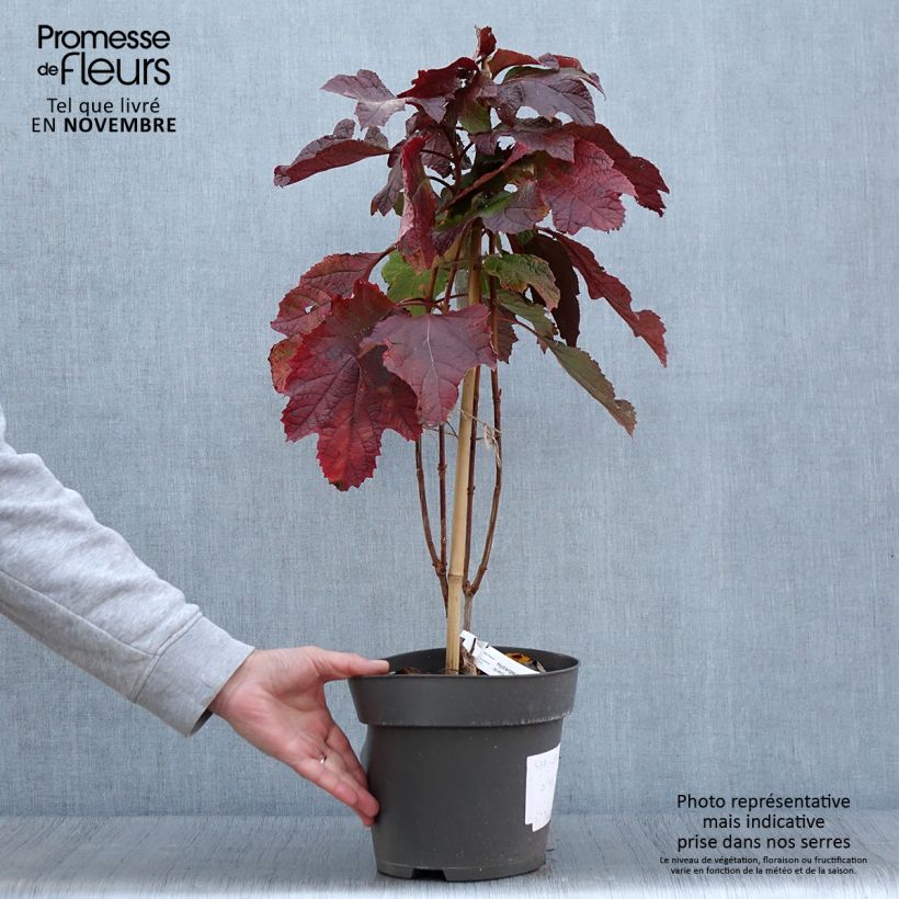 Esemplare di Hydrangea quercifolia Snowcicle - Hortensia à feuilles de chêne Pot de 4L/5L come consegnato in autunno