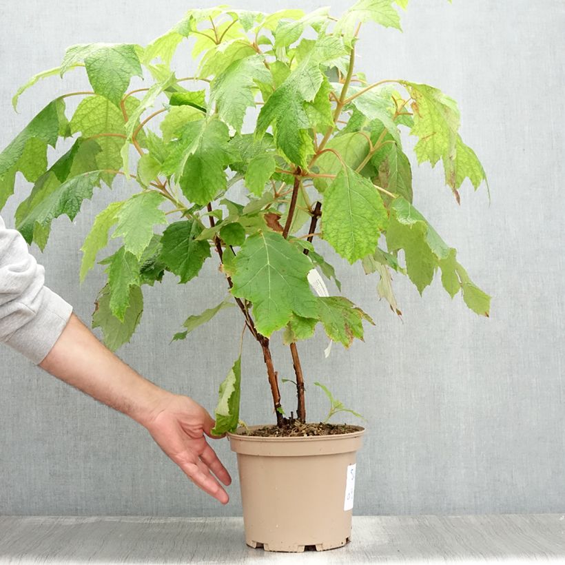 Esemplare di Hydrangea quercifolia Tara - Ortensia a foglie di quercia Vaso da 3L/4L consegnato in estate