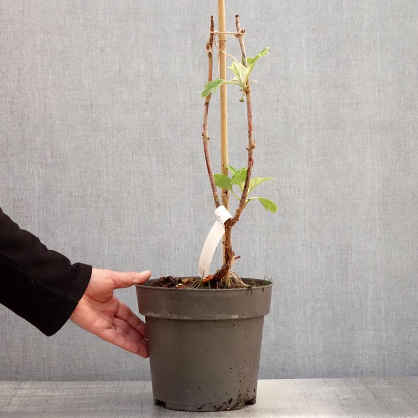 Hydrangea quercifolia Tara - Ortensia a foglie di quercia Vaso da 3L/4L esemplare consegnato in primavera