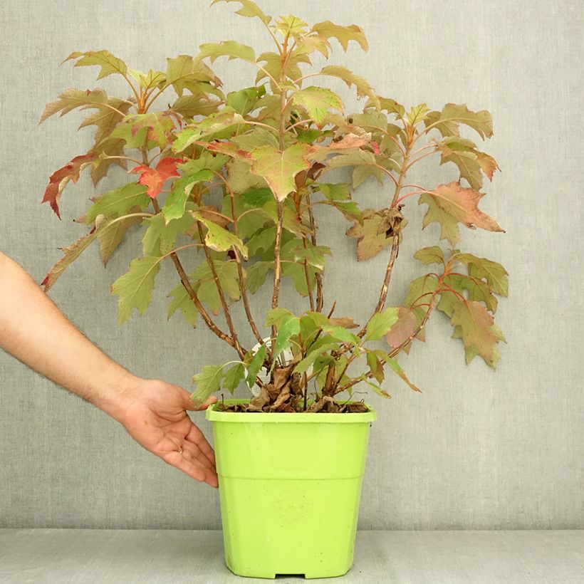 Esemplare di Hydrangea quercifolia Tara - Ortensia a foglie di quercia Vaso da 7,5L/10L consegnato in estate