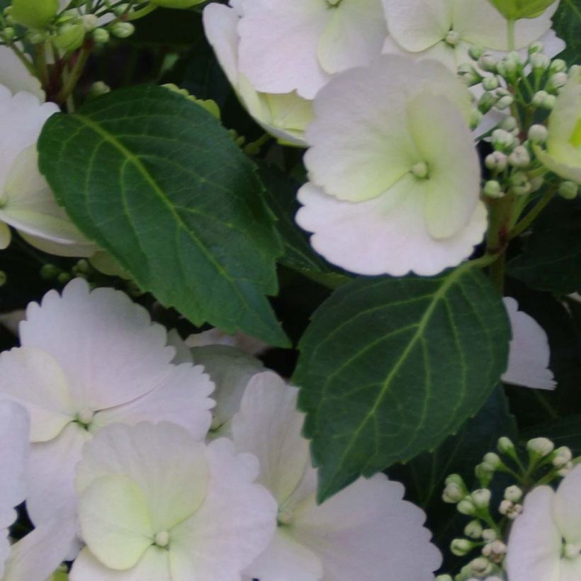 Hydrangea Runaway Bride - Ortensia (Foliage)