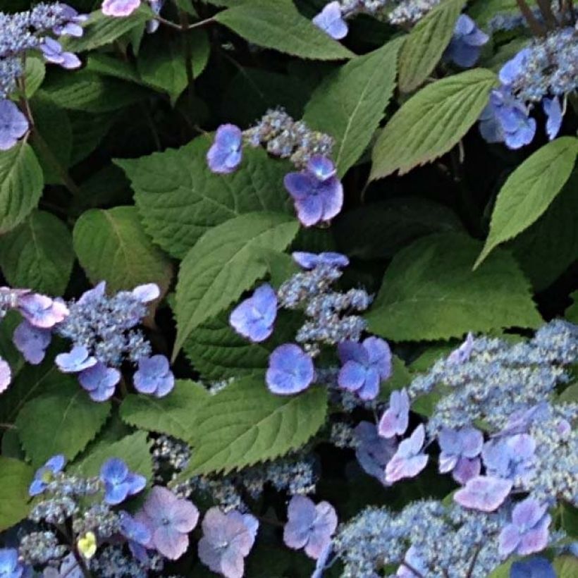 Hydrangea serrata Veerle - Ortensia (Foliage)
