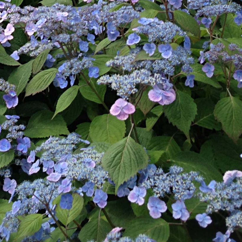 Hydrangea serrata Veerle - Ortensia (Flowering)