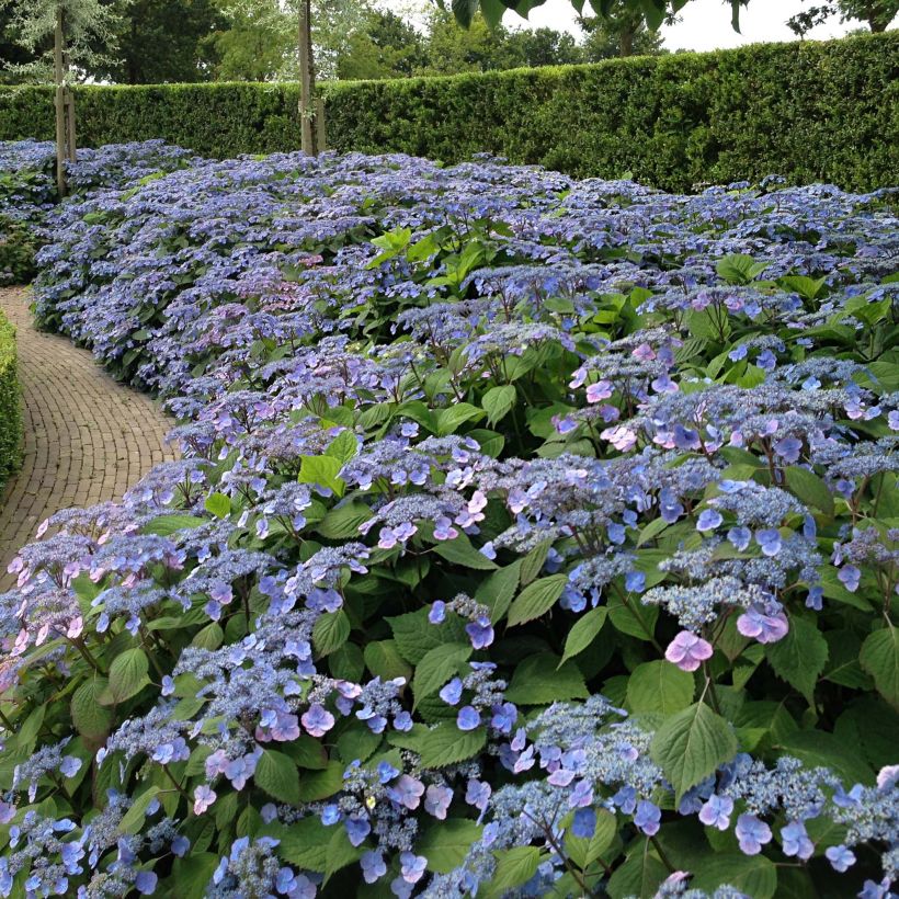 Hydrangea serrata Veerle - Ortensia (Plant habit)