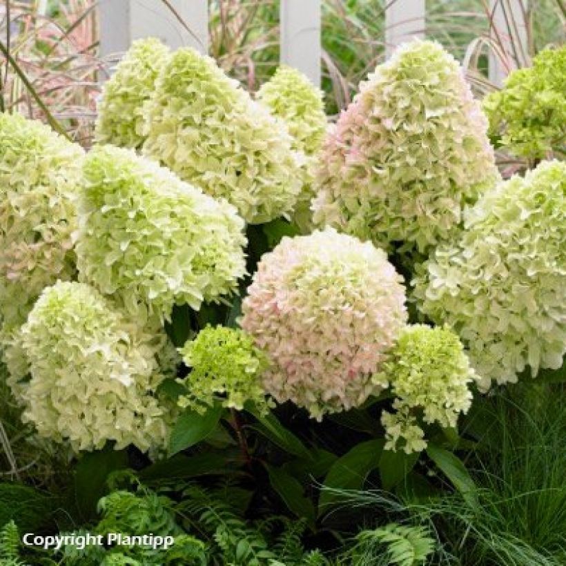 Hydrangea paniculata Little Fresco - Ortensia paniculata (Plant habit)