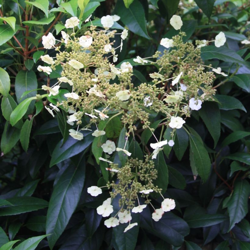 Hydrangea seemanii - Ortensia rampicante (Flowering)