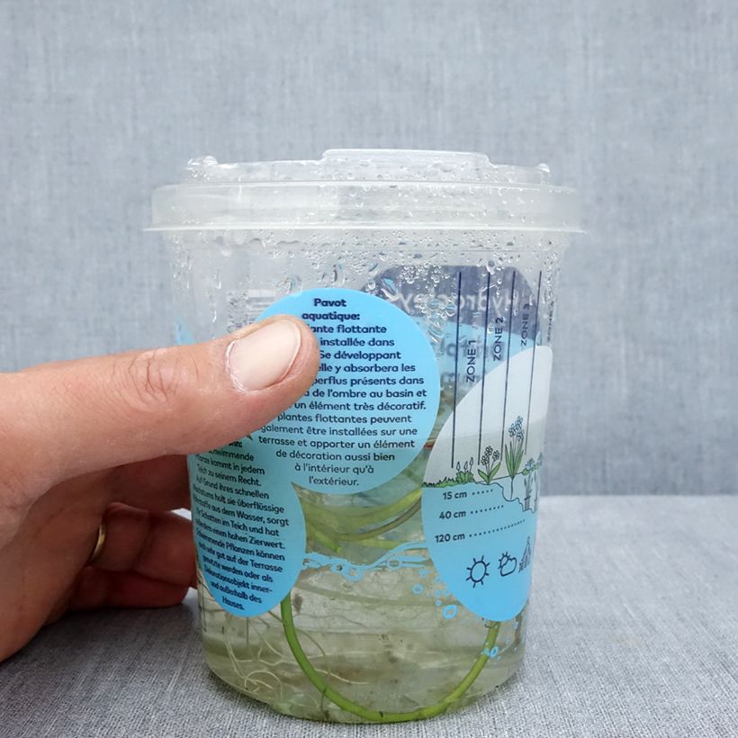 Esemplare di Hydrocleys nymphoides - Papavero d'acqua Confezione consegnato in estate