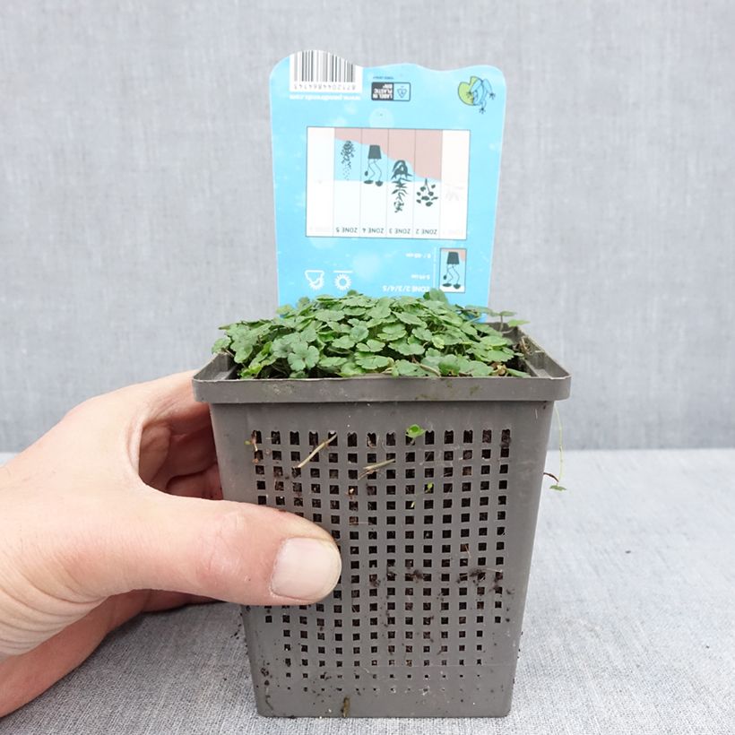 Example of Hydrocotyle nova-zealandiae - Soldinella Vaso da 1L/1,5L as you get in printemps