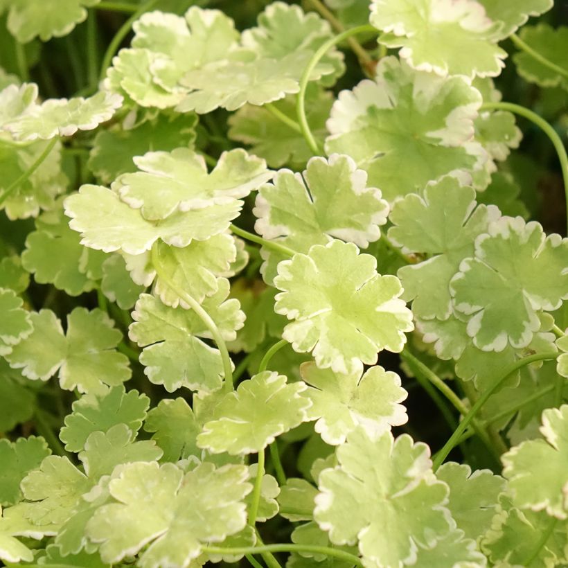 Hydrocotyle sibthorpioides - Soldinella sibtorpioide (Fogliame)