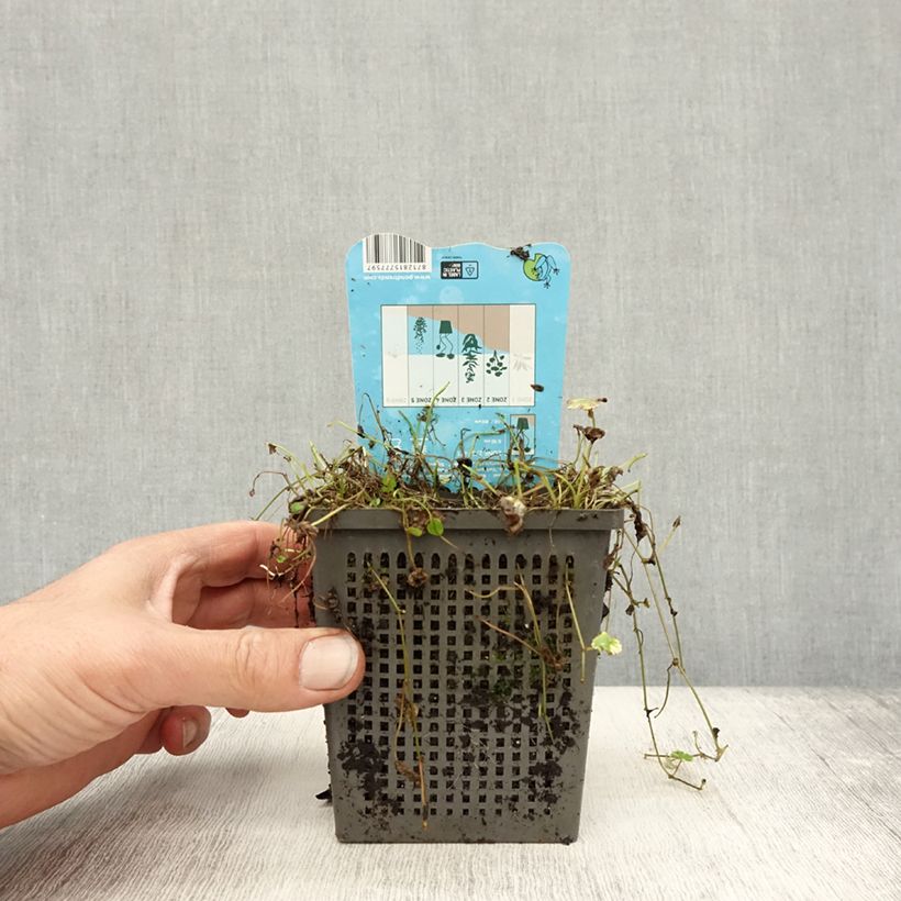 Esemplare di Hydrocotyle sibthorpioides Variegata Pot de 1L/1,5L come consegnato in autunno