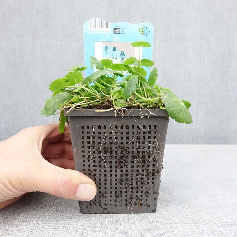 Example of Hydrocotyle vulgaris - Soldinella acquatica Vaso da 1L/1,5L as you get in printemps