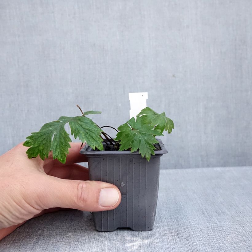 Esemplare di Hydrophyllum virginianum - Hydrophylle de Virginie Godet de 8/9 cm come consegnato in autunno