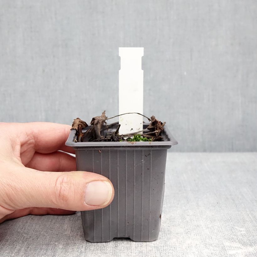 Hydrophyllum virginianum Vasetto da 8/9 cm esemplare consegnato in inverno