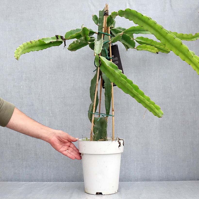 Esemplare di Hylocereus undatus - Pitaya Vaso da 6L/7L consegnato in estate