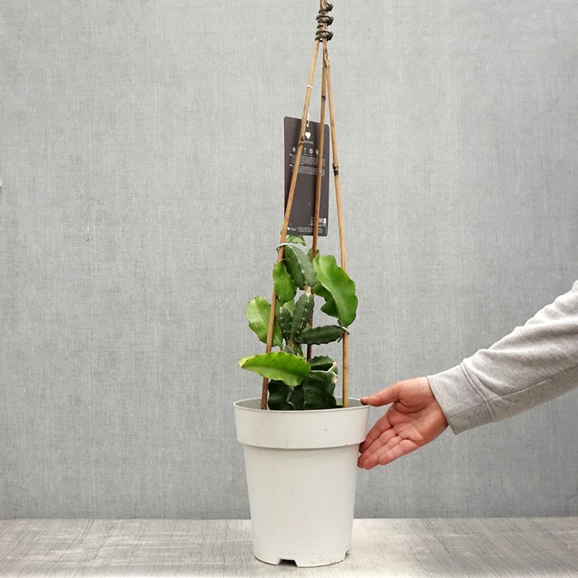 Hylocereus undatus - Pitaya Vaso da 6L/7L esemplare consegnato in primavera