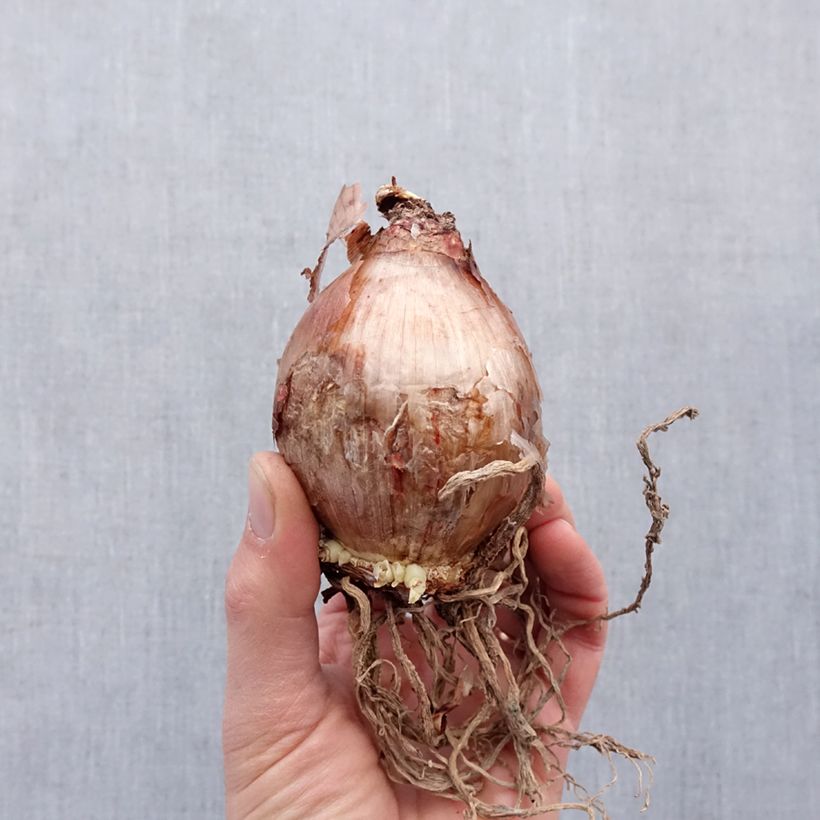 Hymenocallis longipetala Bulbo taglia 16+ esemplare consegnato in primavera