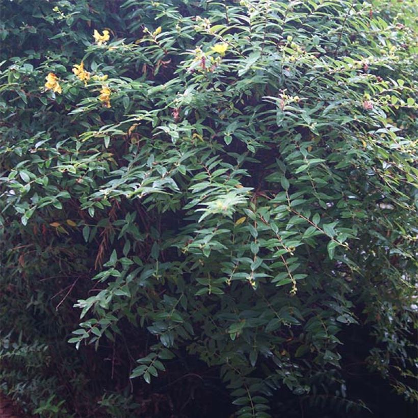 Hypericum calycinum - Iperico (Foliage)