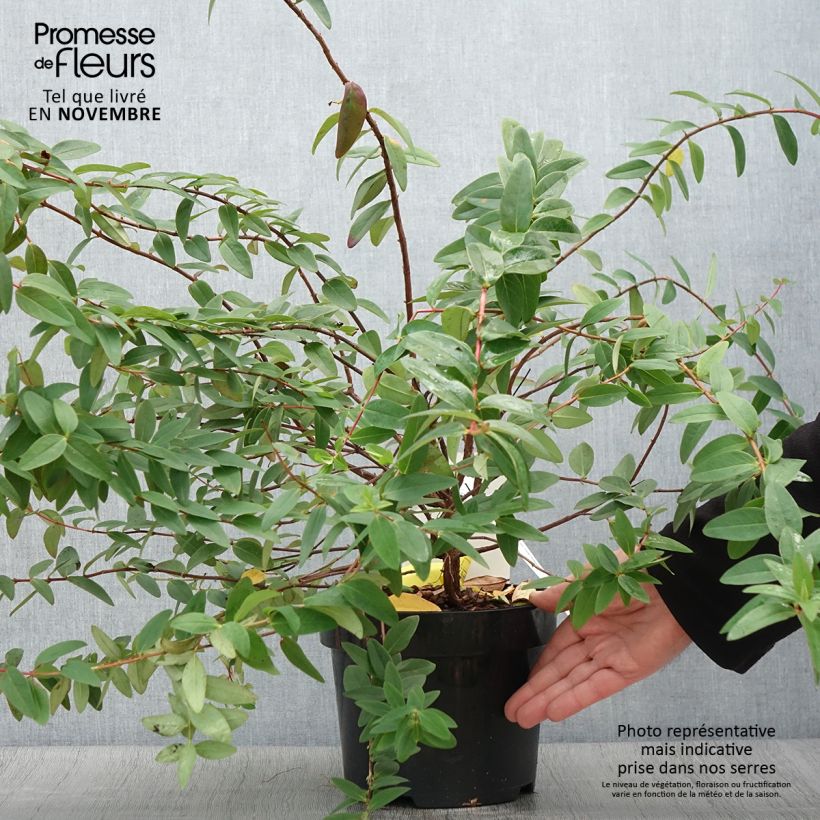 Esemplare di Hypericum dummeri Peter Dummer - Iperico Vaso da 3L/4L come consegnato in autunno