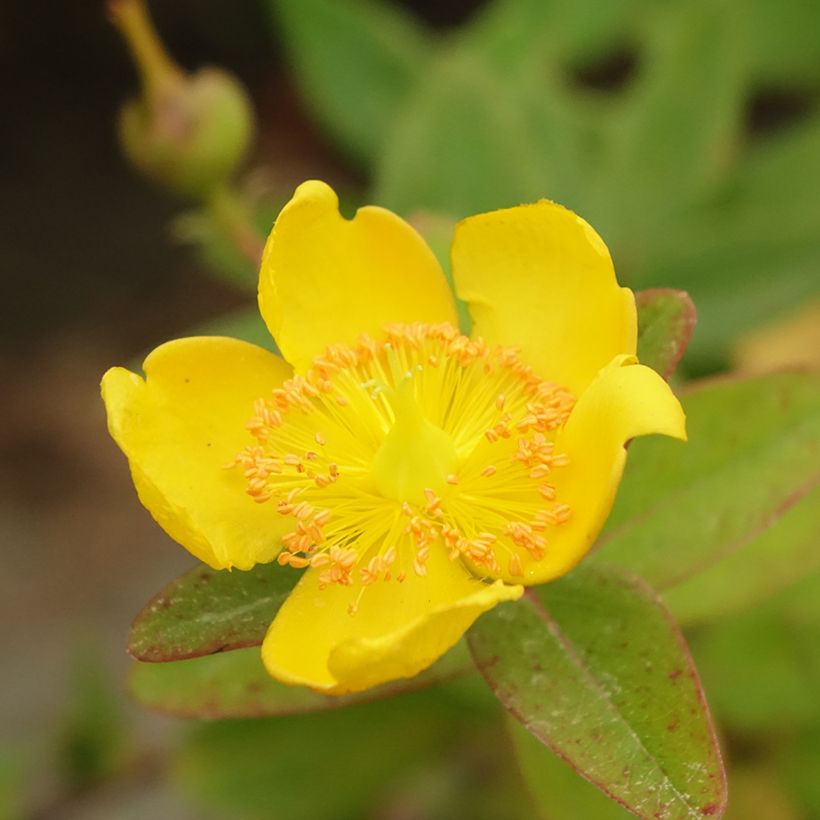 Hypericum dummeri Peter Dummer - Iperico (Flowering)