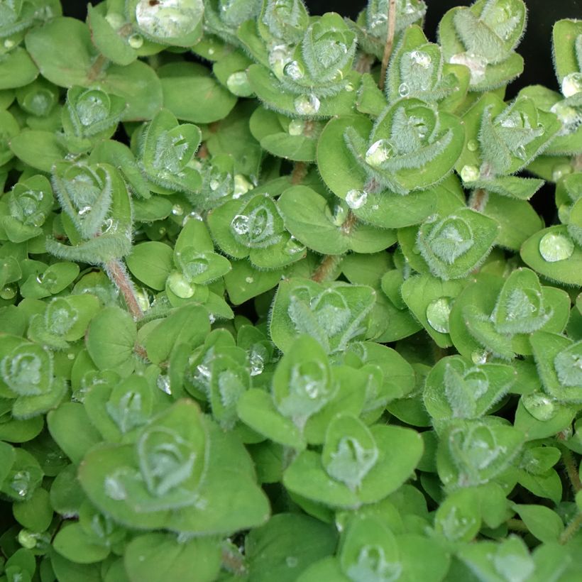 Hypericum elodes - Iperico delle torbiere (Fogliame)
