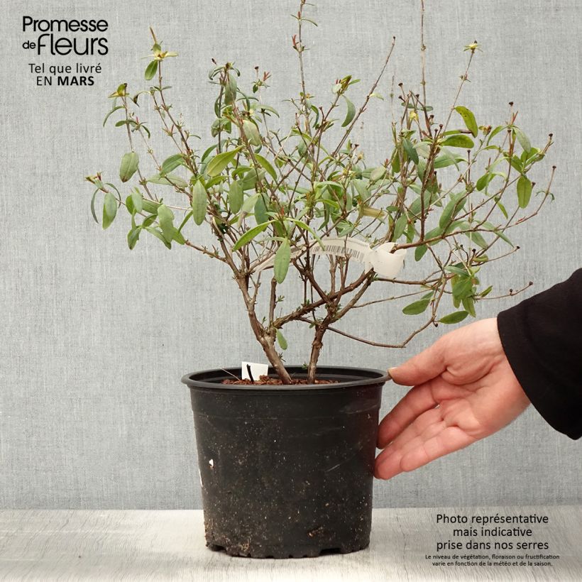 Hypericum frondosum Sunburst - Iperico Vaso da 3L/4L esemplare consegnato in primavera
