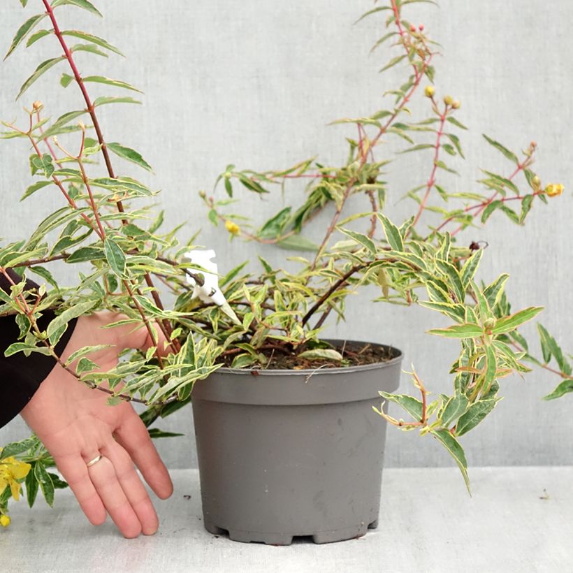 Esemplare di Hypericum Hidcote Limelight - Iperico Vaso da 3L/4L come consegnato in autunno