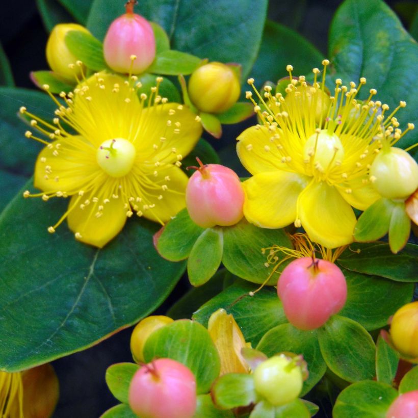 Hypericum inodorum Magical Beauty Kolmbeau - Iperico (Flowering)