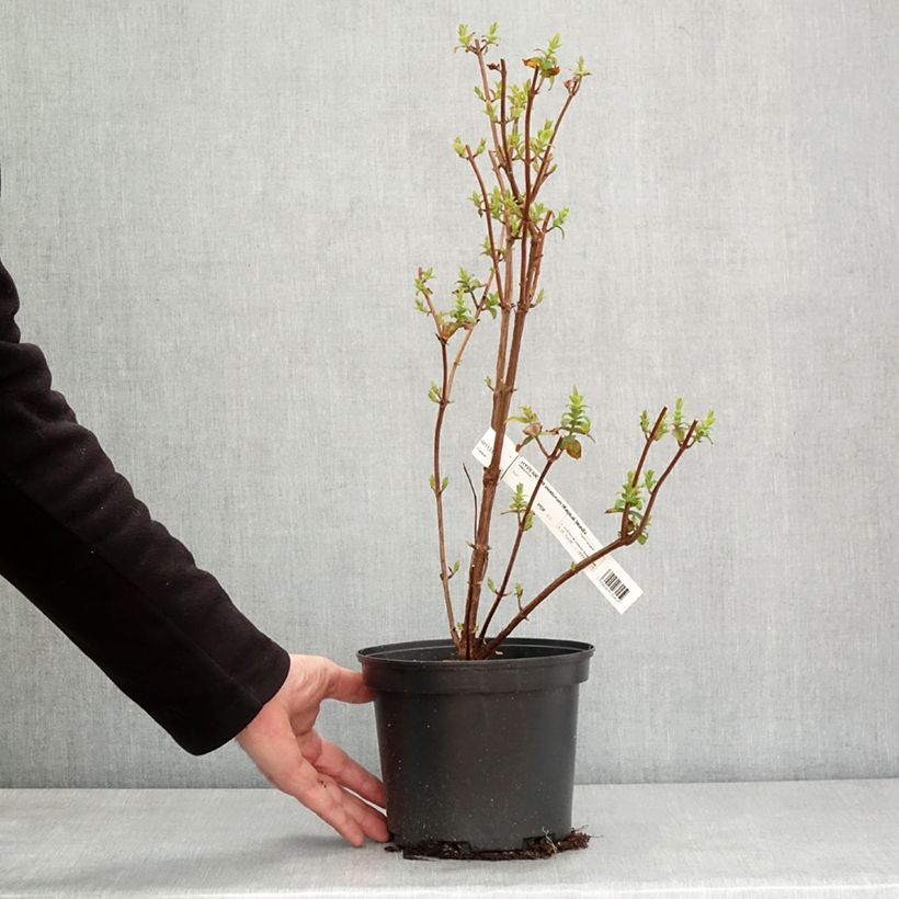 Hypericum inodorum Magical Beauty - Millepertuis Pot de 3L/4L esemplare consegnato in inverno