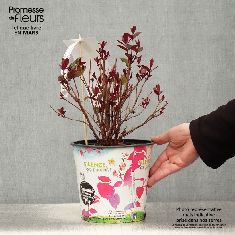 Example of Hypericum inodorum Magical Universe - Iperico Vaso da 4L/5L as you get in printemps