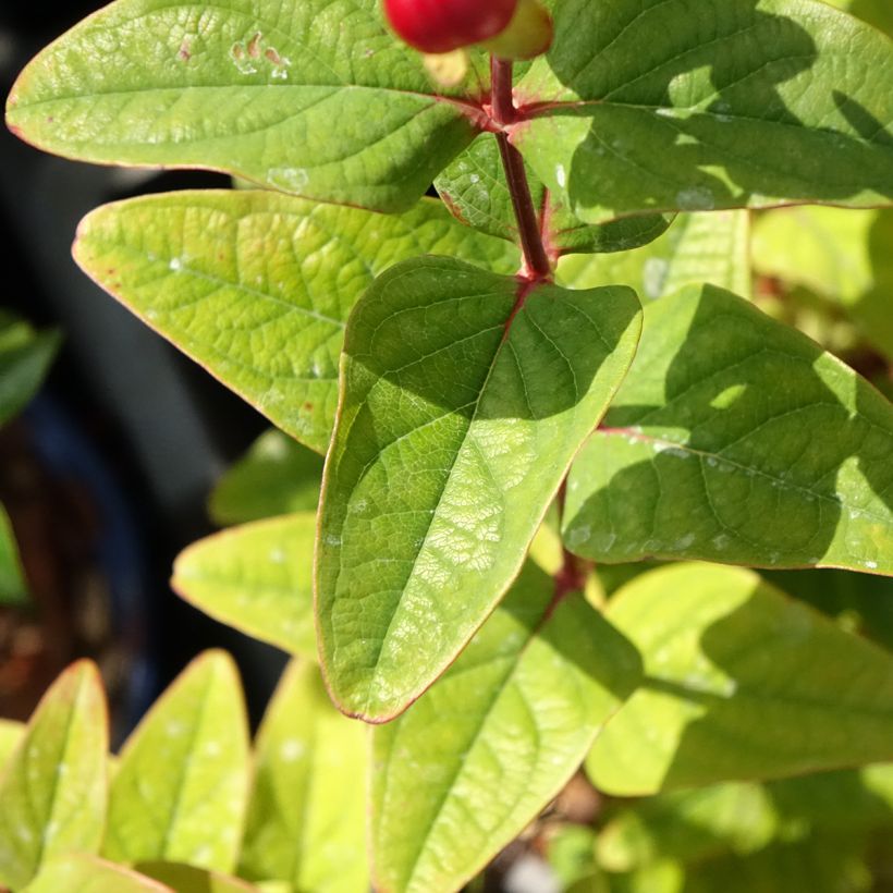 Hypericum inodorum Magical Universe - Iperico (Foliage)