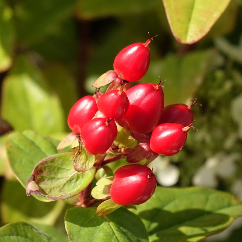 Hypericum inodorum Magical Universe - Iperico (Harvest)