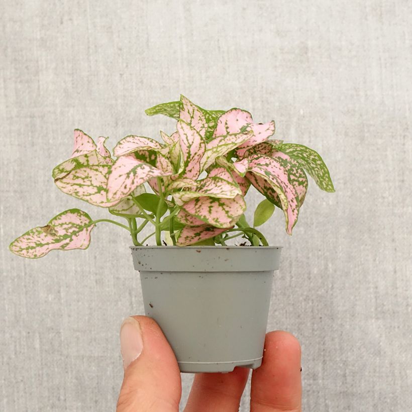 Example of Hypoestes phyllostachya Pink mini-pianta as you get in printemps