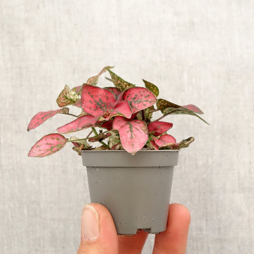 Hypoestes phyllostachya Red mini-pianta esemplare consegnato in primavera