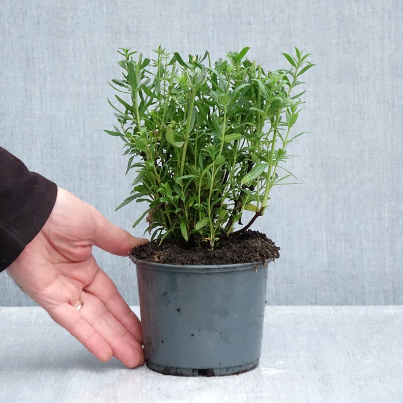 Esemplare di Hysope officinale en plant BIO Pot de 1L/1,5L come consegnato in autunno