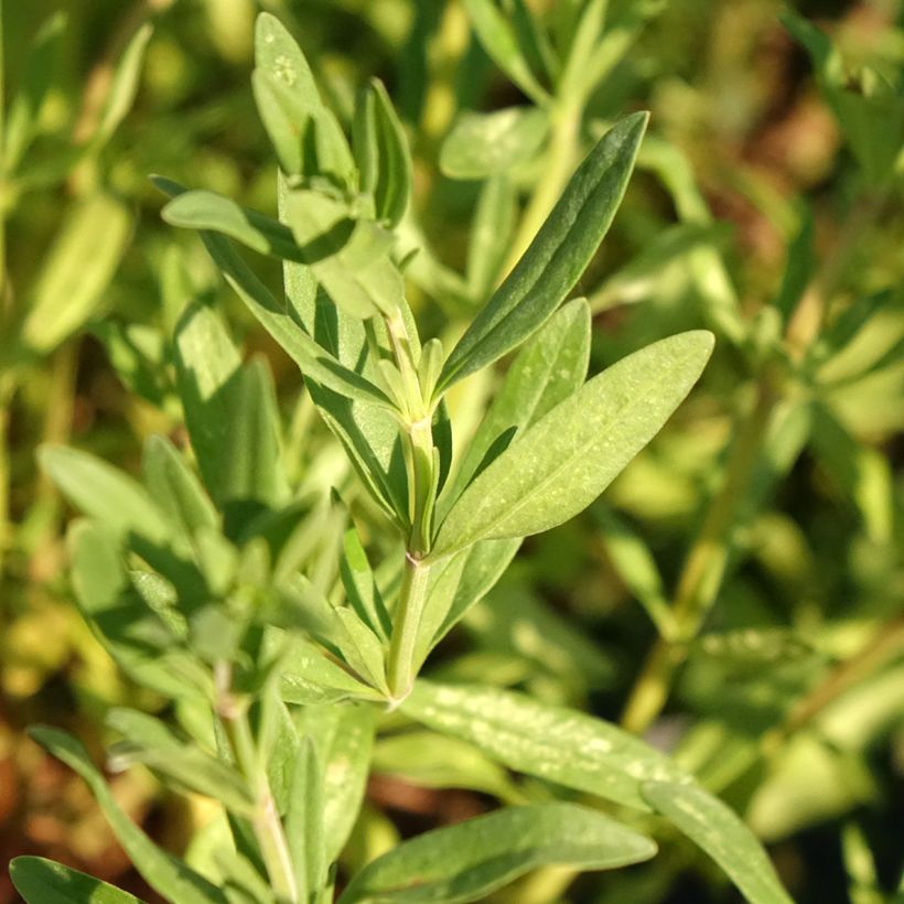 Hyssopus officinalis - Issopo (Fogliame)