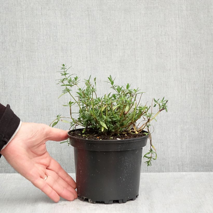 Esemplare di Hyssopus officinalis - Issopo Vaso da 2L/3L come consegnato in autunno