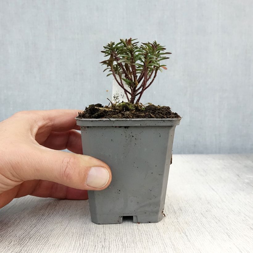 Esemplare di Iberis Absolutely Amethyst - Iberide rossa Vasetto da 8/9 cm come consegnato in autunno
