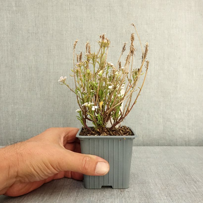 Esemplare di Iberis sempervirens First Flush Grace - Iberide sempreverde Vasetto da 8/9 cm consegnato in estate