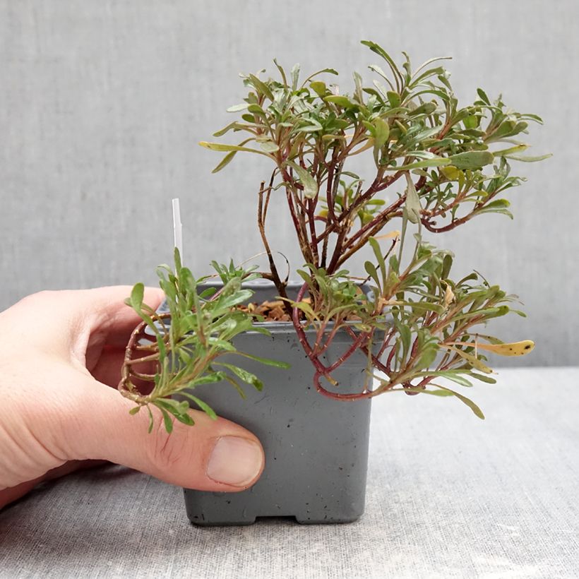 Iberis sempervirens First Flush Grace - Corbeille d’argent Vasetto da 8/9 cm esemplare consegnato in inverno