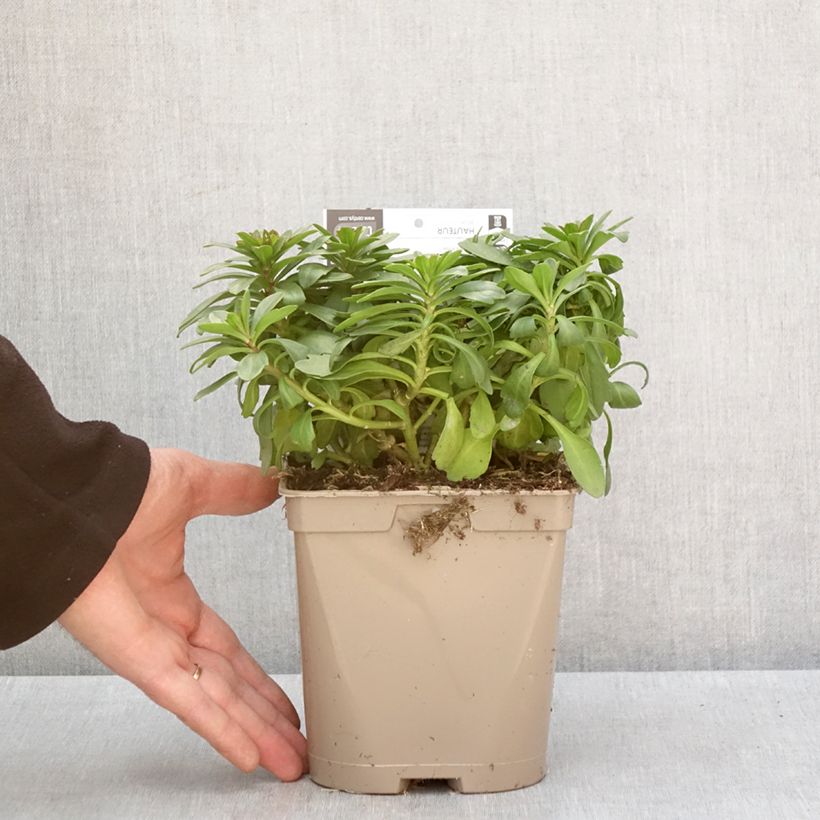 Iberis sempervirens Masterpiece - Corbeille d'argent  Pot de 2L/3L esemplare consegnato in inverno