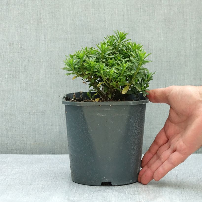 Esemplare di Iberis sempervirens Snowflake - Iberide sempreverde Vaso da 2L/3L consegnato in estate
