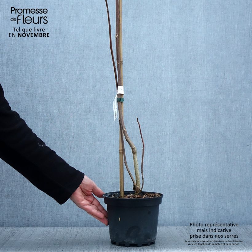 Esemplare di Idesia polycarpa Vaso da 2L/3L come consegnato in autunno